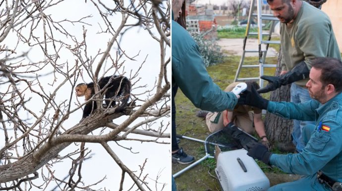 Um macaco-prego desnutrido é resgatado de uma árvore em um jardim em Mejorada.
