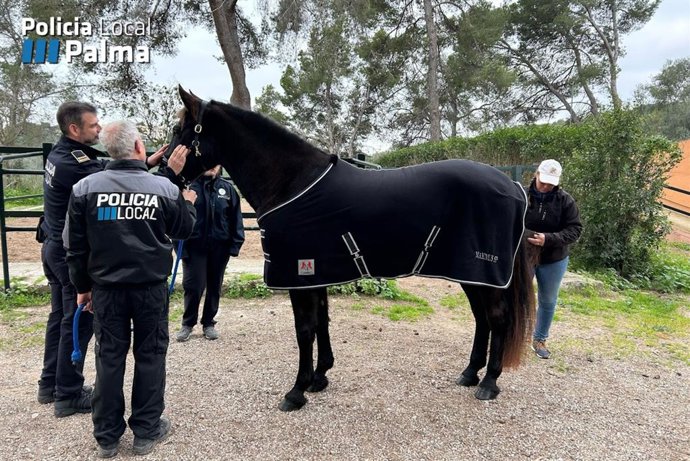 Agentes de la Sección Montada de la Policía Local de Palma.