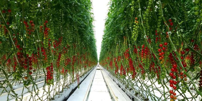 Cultivo tecnificado de tomates de Ametller Origen.