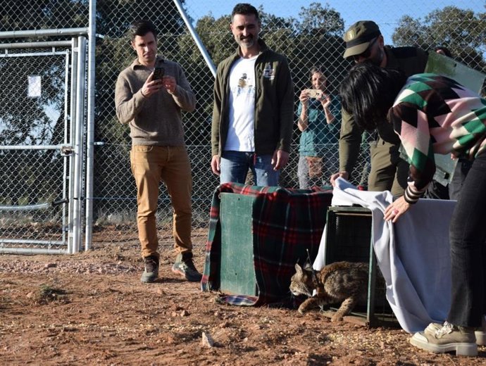 Segunda suelta de linces en la provincia de Cuenca.