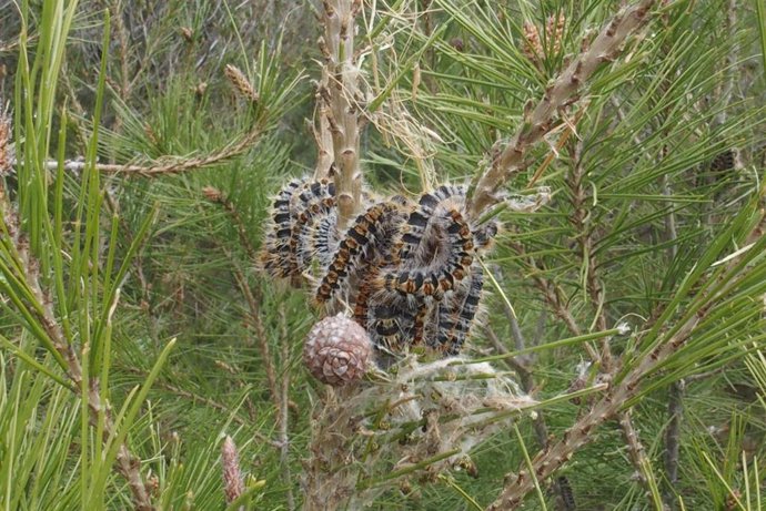 Con carácter general, la procesionaria del pino no pone en riesgo la estabilidad de los pinares atacados.