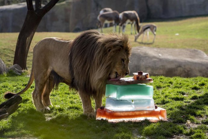 Archivo - Enriquecimientos ambientales león