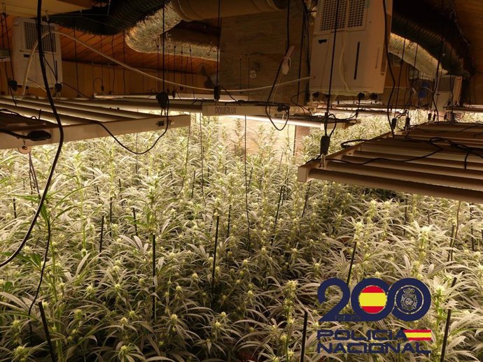 Imagen de archivo de una plantación de marihuana