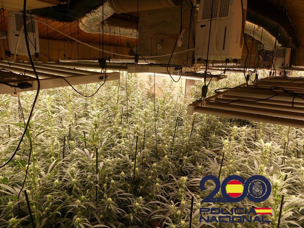 Imagen de archivo de una plantación de marihuana