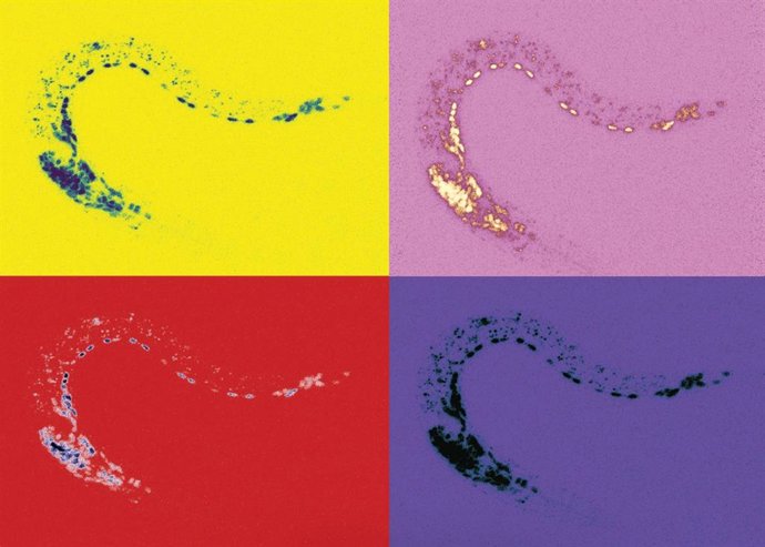 Um estudo do CSIC-UMH revela um mecanismo "chave" para controlar a atividade que regula a identidade neuronal.