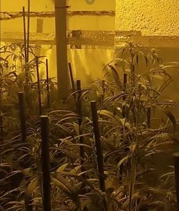 Plantació de marihuana en un dels habitatges