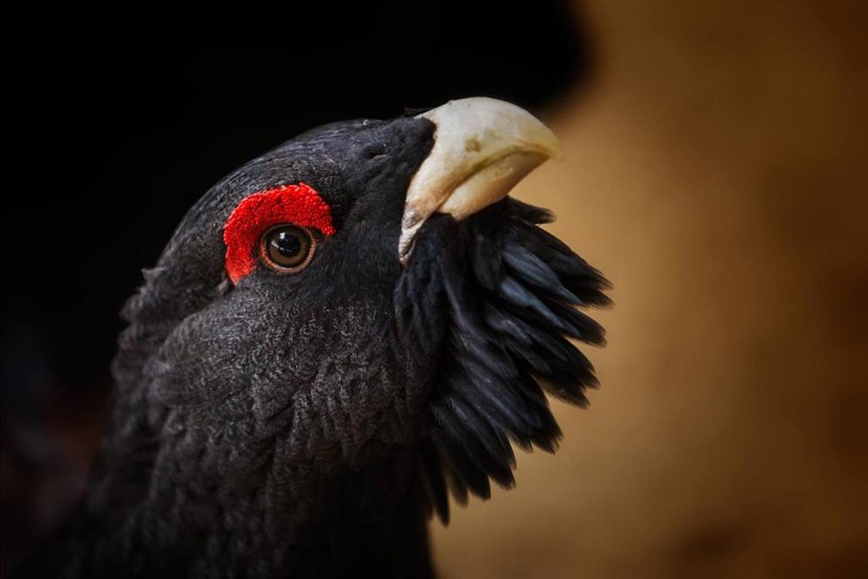 Ejemplar de urogallo, especie en peligro de extinción.