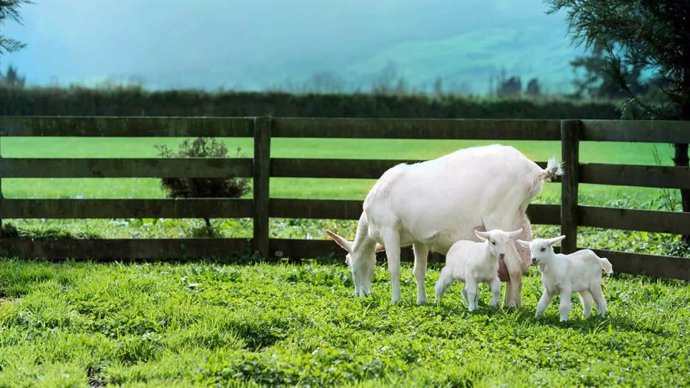 Archivo - La leche entera de cabra podría ayudar más que la leche de vaca a reducir la frecuencia con la que los bebés regurgitan