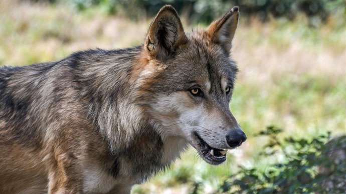 Unión de Uniones critica el "mutismo" de MITECO con el lobo: "Aagesen ha tenido tiempo para ponerse al día".