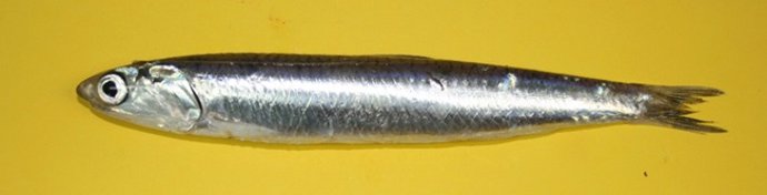 Ejemplar de boquerón.