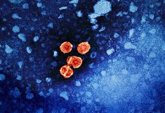 Foto: Esperanza para la hepatitis B: Investigación identifica posible diana terapéutica