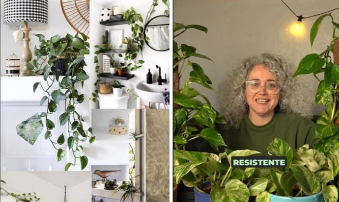Essa é a planta que você deve ter se achar que não sabe como cuidar dela: "Fácil, muito resistente e versátil".