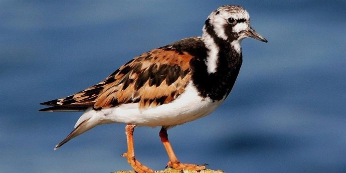 Novos métodos mostram que as aves absorvem mais toxinas de PFAS do que o demonstrado anteriormente