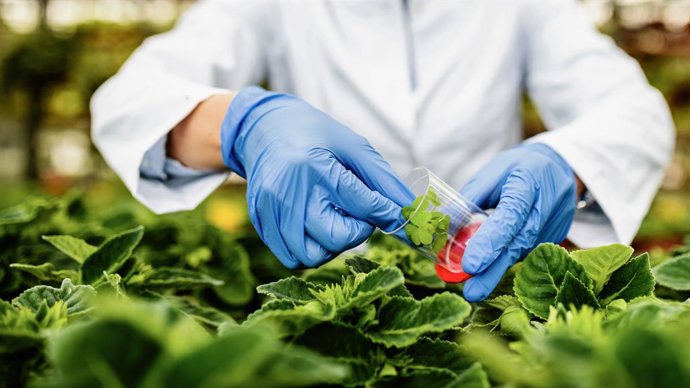 Archivo - Arquivo - Descoberto o papel fundamental da proteína no desenvolvimento das plantas e na regulação dos genes