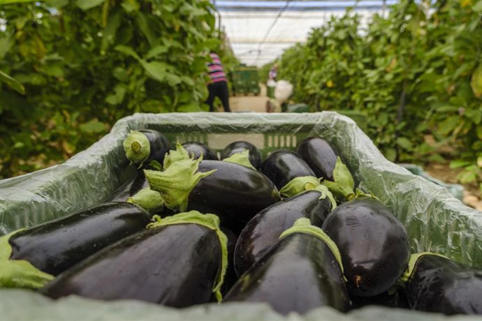 Archivo - Berenjenas.