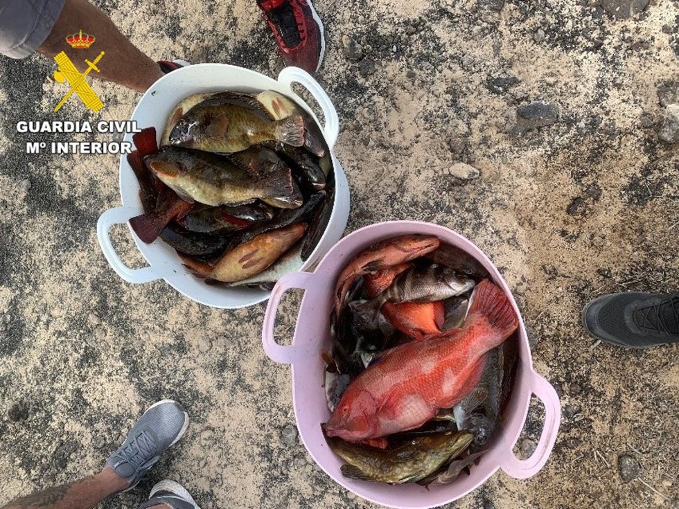 Pescado incautado por el Seprona Timanfaya, en Lanzarote