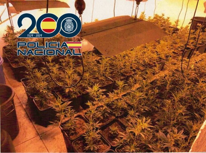Plantación de marihuana desmantelada por la Policía Nacional.