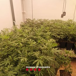 Imatge de la plantació