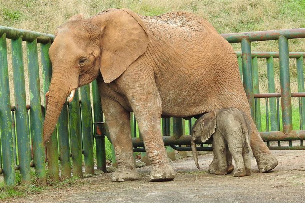 Archivo - Elefante africano nacido en Cabárceno 