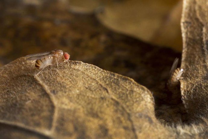 Archivo - Mosca del vinagre en imagen de archivo
