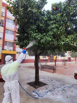 Aplicación en naranjos de Huelva del nuevo método para controlar las plagas.