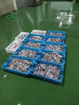 Imagen del pesaco decomisado de la pesca ilegal en Huelva.