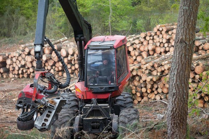 Archivo - Un tractor de una empresa de madera corta los pinos tras la tala en Vilacampa, Ferreira do Valadouro, a 22 de abril de 2021, en Lugo, Galicia (España). La moratoria para la plantación de eucalipto entrará en vigor en mayo, para acelerar se está 