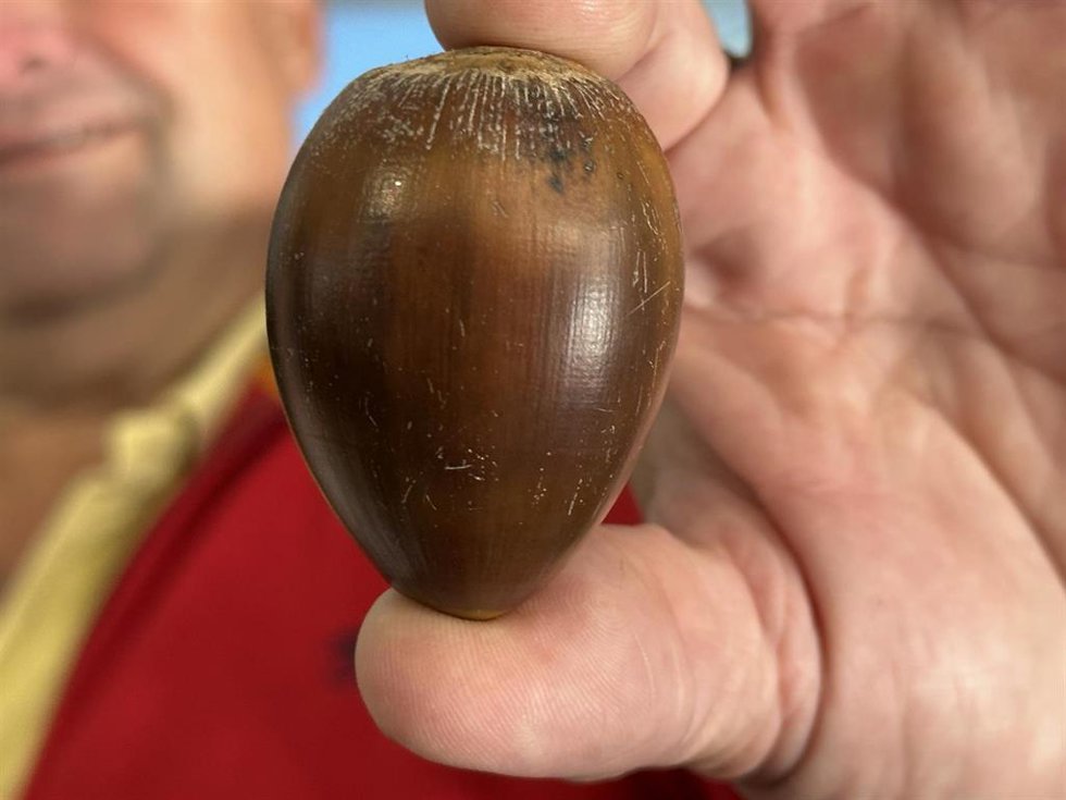 Archivo - Imagen de una bellota.