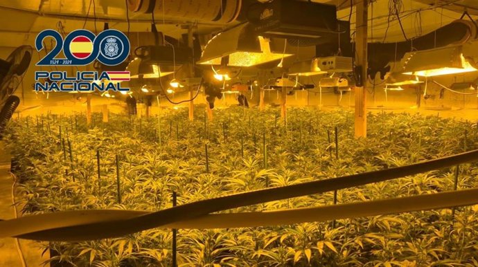 La Policía Nacional desmantela un grupo criminal dedicado al tráfico de drogas e interviene más de 400 plantas de cannabis