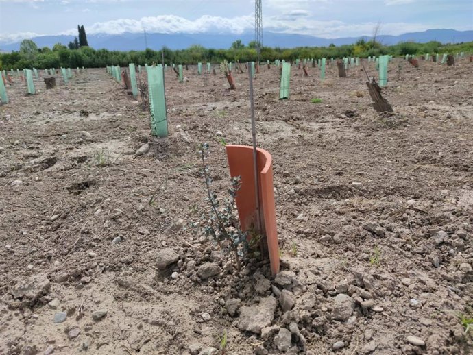 Imagen de una plantación de un huerto.