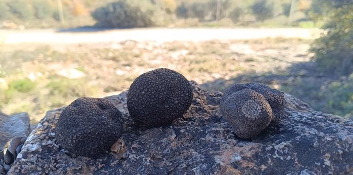 El X Curso de Truficultura práctica de Mora de Rubielos reúne a emprendedores y estudiantes para conocer las últimas novedades del sector