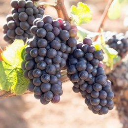 El Govern introduce el escursac dentro del listado de variedades locales de uva que se pueden utilizar para elaborar vinos bajo la DO Binissalem