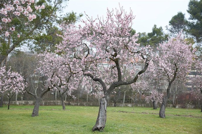 Almendros en flor en la Quinta de los Molinos, a 20 de febrero de 2025, en Madrid (España).