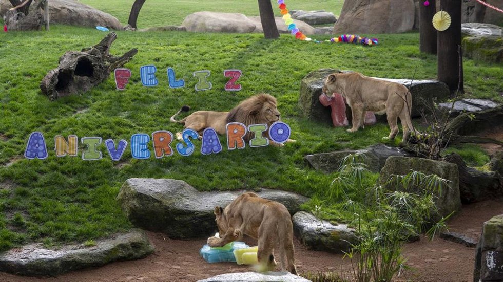 Bioparc Valncia celebra la primera jornada de su 17 cumpleaños con "el orgullo de ser referente internacional"