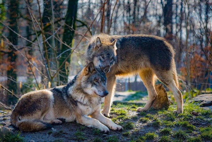 Defensa Animal insta a devolver el equilibrio a la naturaleza