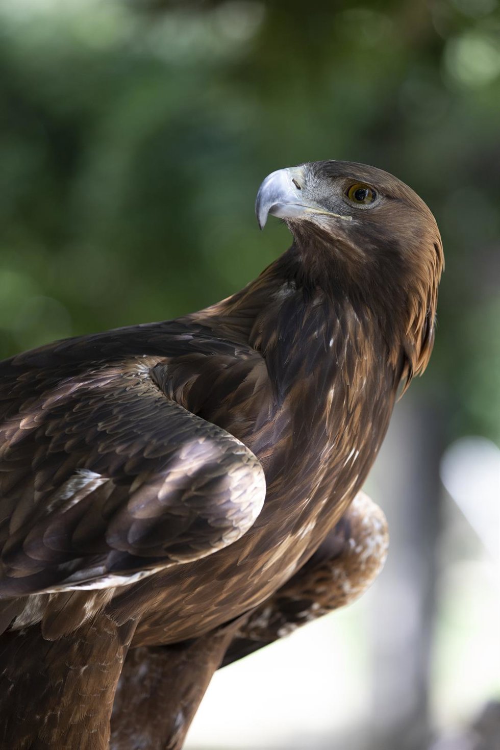 Archivo - Un ejemplar de águila real 