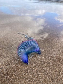 Ejemplar de carabela portuguesa en una playa de Gran Canaria