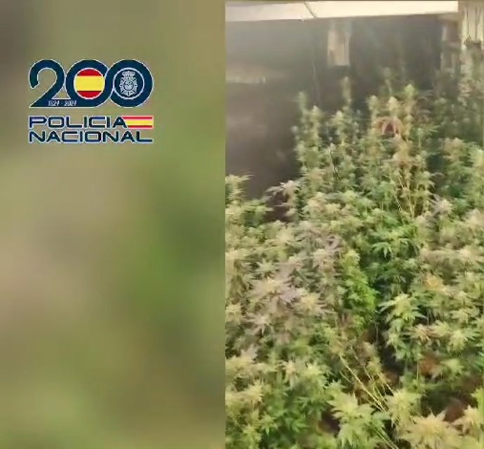 Desmantelada una gran plantación de marihuana en un domicilio Leganés