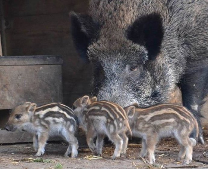 Jabalí Con Lechones