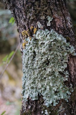 Archivo - Encuentran en el Parque Natural de Penyagolosa un liquen que es la primera vez que aparece en Europa