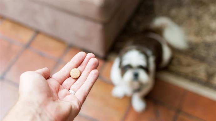 Archivo - Farmacéuticos piden cumplir con la ley que les habilita para ser los únicos en dispensar medicamentos veterinarios