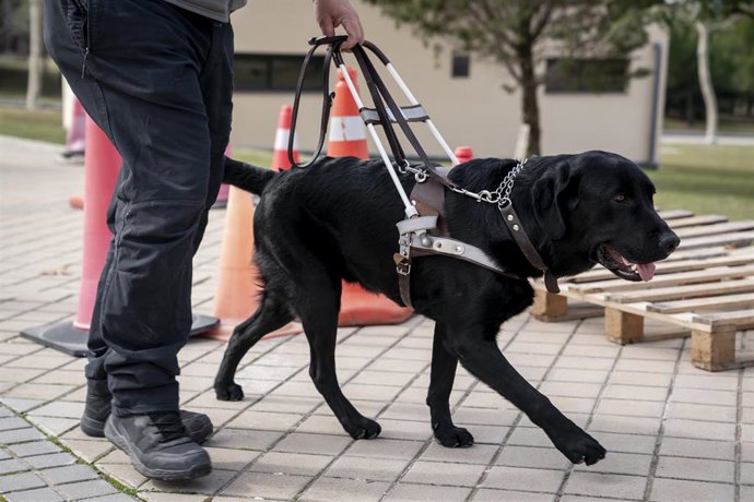 La secretaria de Estado de Derechos Sociales, Rosa Martínez, visita las instalaciones de la Fundación ONCE del Perro Guía (FOPG), a 19 de febrero de 2025, en Boadilla del Monte, Madrid (España). Durante la visita, los perros guía hacen una exhibición junt