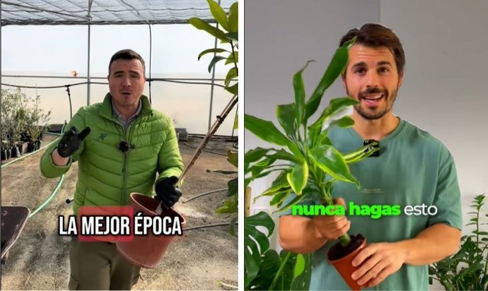 Muitas pessoas transplantam suas plantas na primavera e cometem este erro: o que fazer em fevereiro e março para que elas não morram.