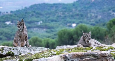 Es Andalucía - Jaén