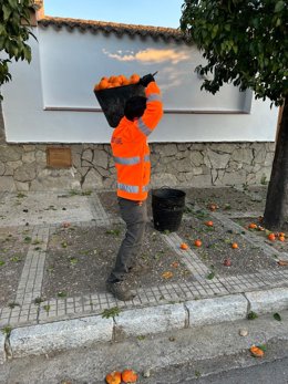 Recogida naranja de las calles en Jerez.