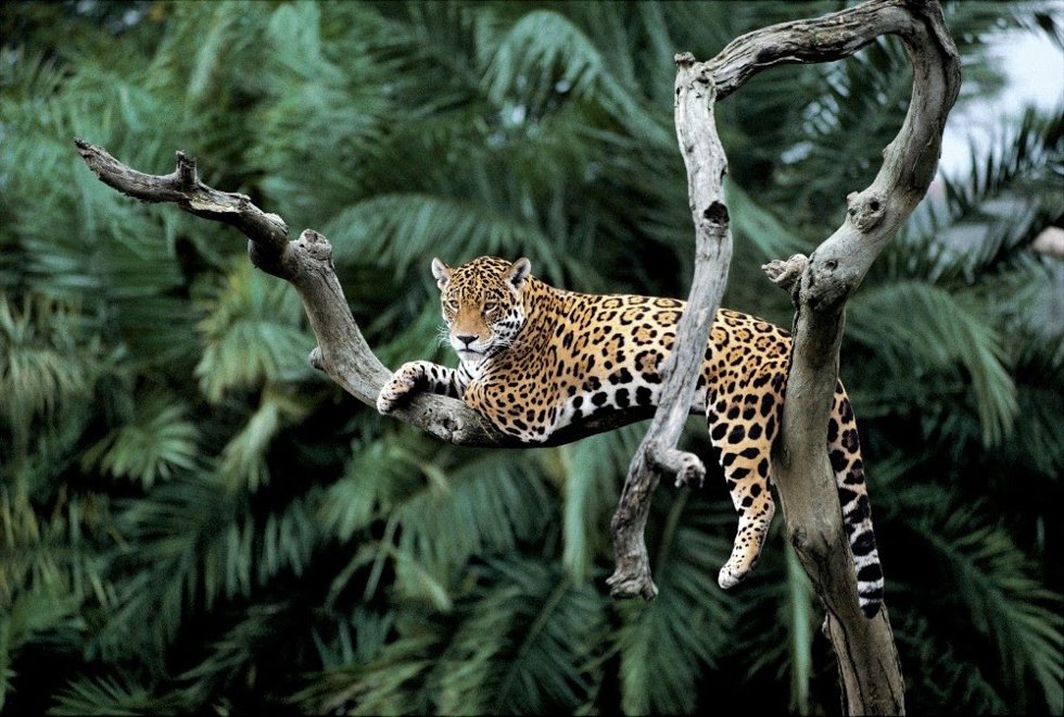 WWF advierte que la lucha por la biodiversidad estaría en peligro sin un acuerdo "sólido" sobre financiación en la COP16.