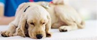 La Real Sociedad Canina advierte de que la esterilización temprana en perros aumenta su riesgo de padecer transtornos