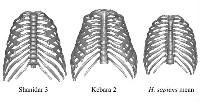 Modelos torácicos 3D de los neandertales Shanidar 3 y Kebara 2. A su derecha, caja torácica media calculada utilizando la muestra comparativa de Homo sapiens. /