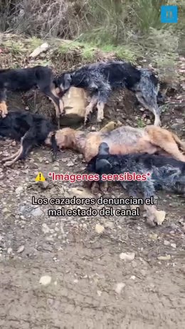 PACMA insta a la Guardia Civil que investigue la muerte de cinco perros ahogados en un canal de León.
