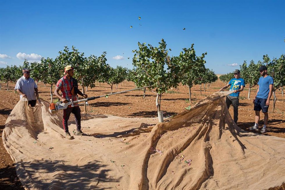 Archivo - Recogida del pistacho en una finca en Ciudad Real.